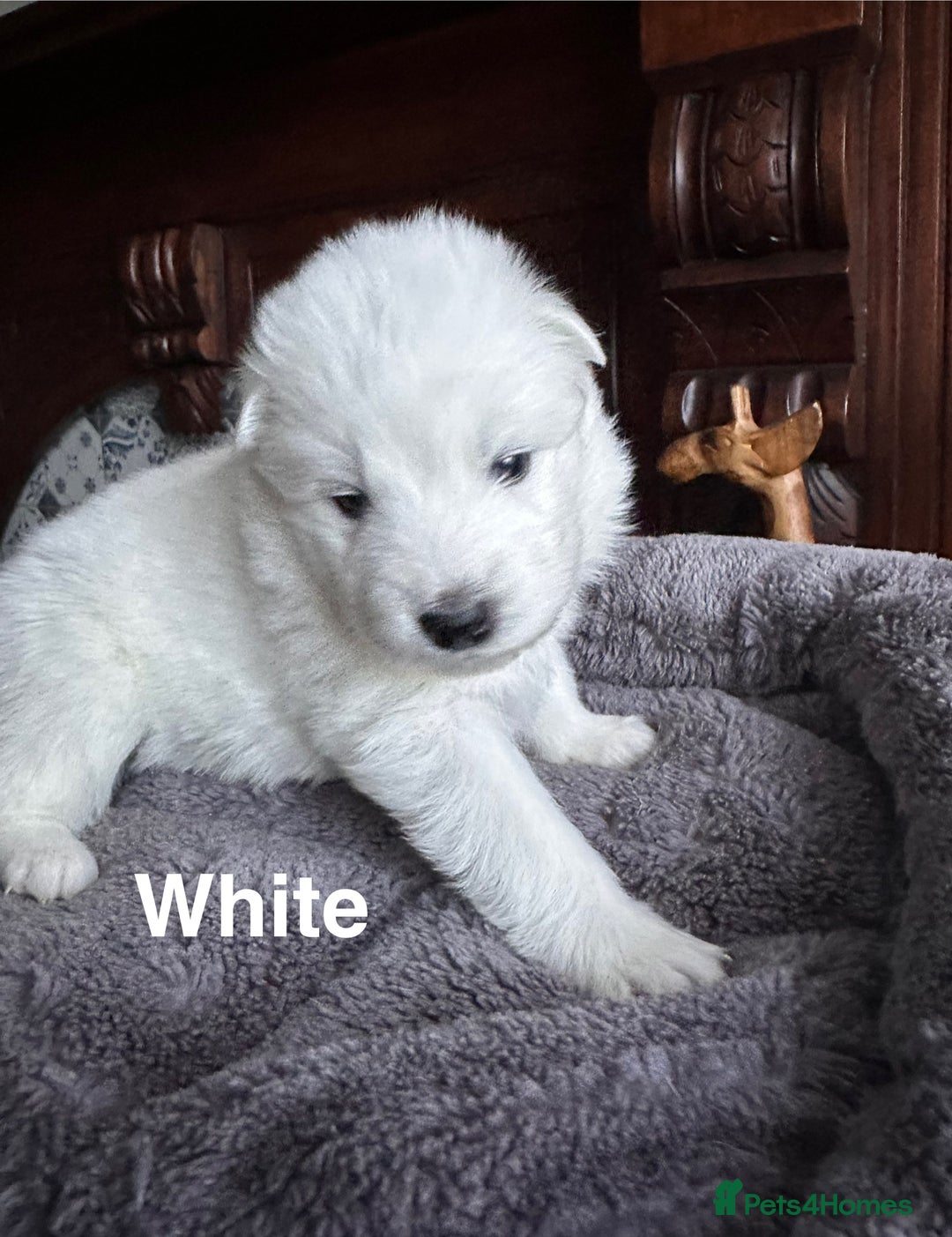 Samoyed dogs for sale: Samoyed Puppies — Ready to Reserve Now! - Image 25