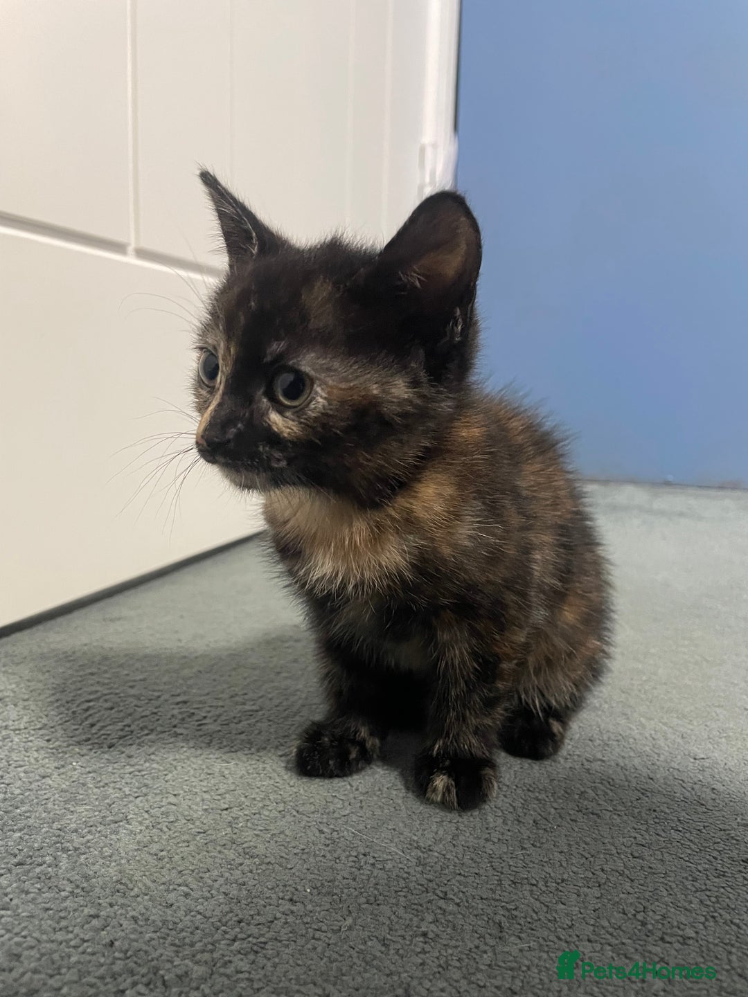 Mixed Breed cats for sale: Kitten  - Advert 7