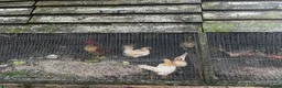 Chickens poultry for sale: Serama Trios for Sale in Battle - Advert 2