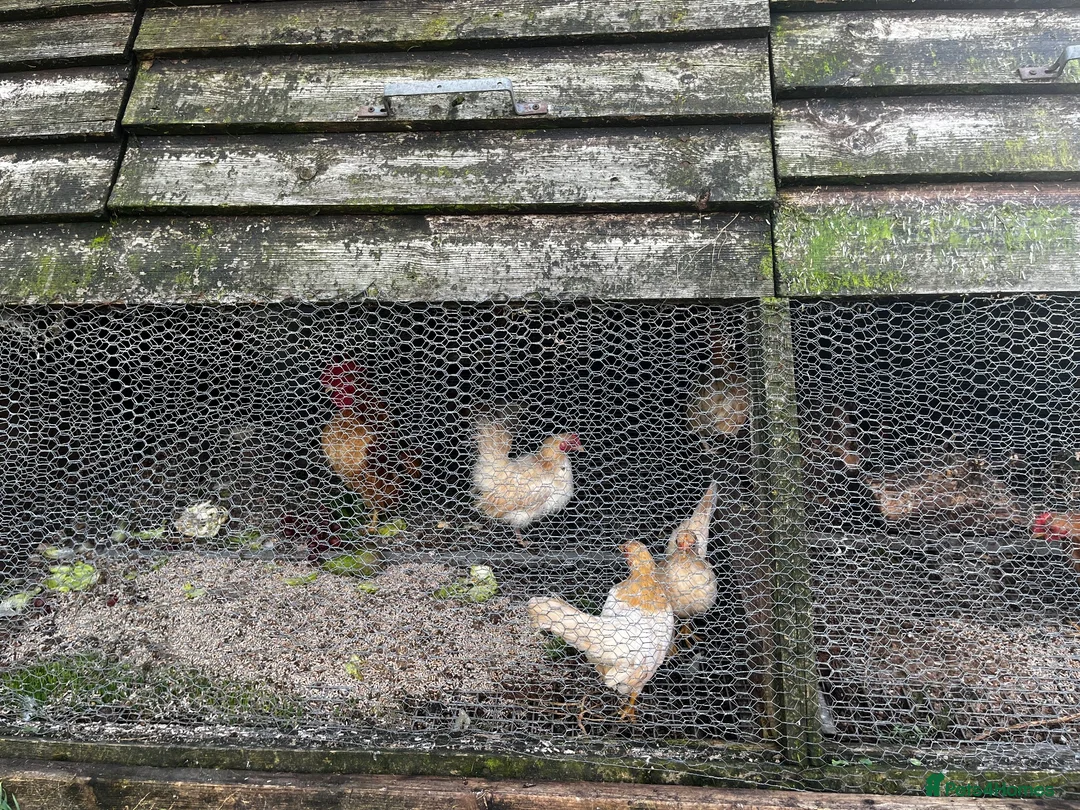 Chickens poultry for sale: Serama Trios for Sale in Battle - Advert 2