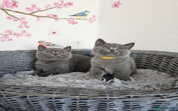 British Shorthair cats for sale: Gccf British Shorthair kittens  - Image 7
