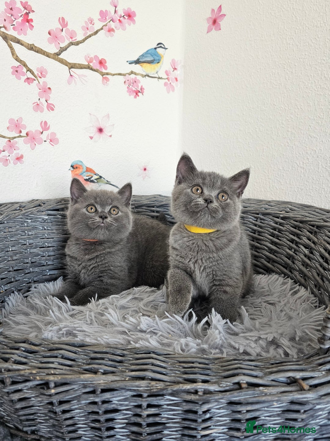 British Shorthair cats for sale: Gccf British Shorthair kittens  - Image 7