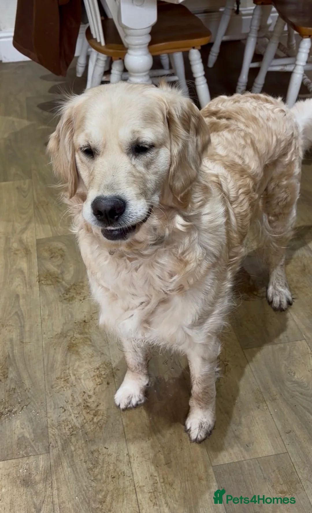 Golden Retriever dogs for sale: 3 Year Old Golden Retriever Bitch - Advert 4