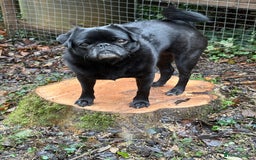 Pug dogs for sale: Beautiful loving Kind Pug. We will travel to you.  - Image 3