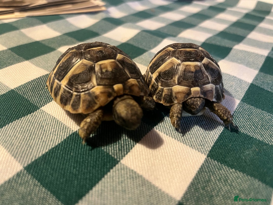 Tortoise reptiles for sale: Baby Tortoises Herman & Marginates - Image 14