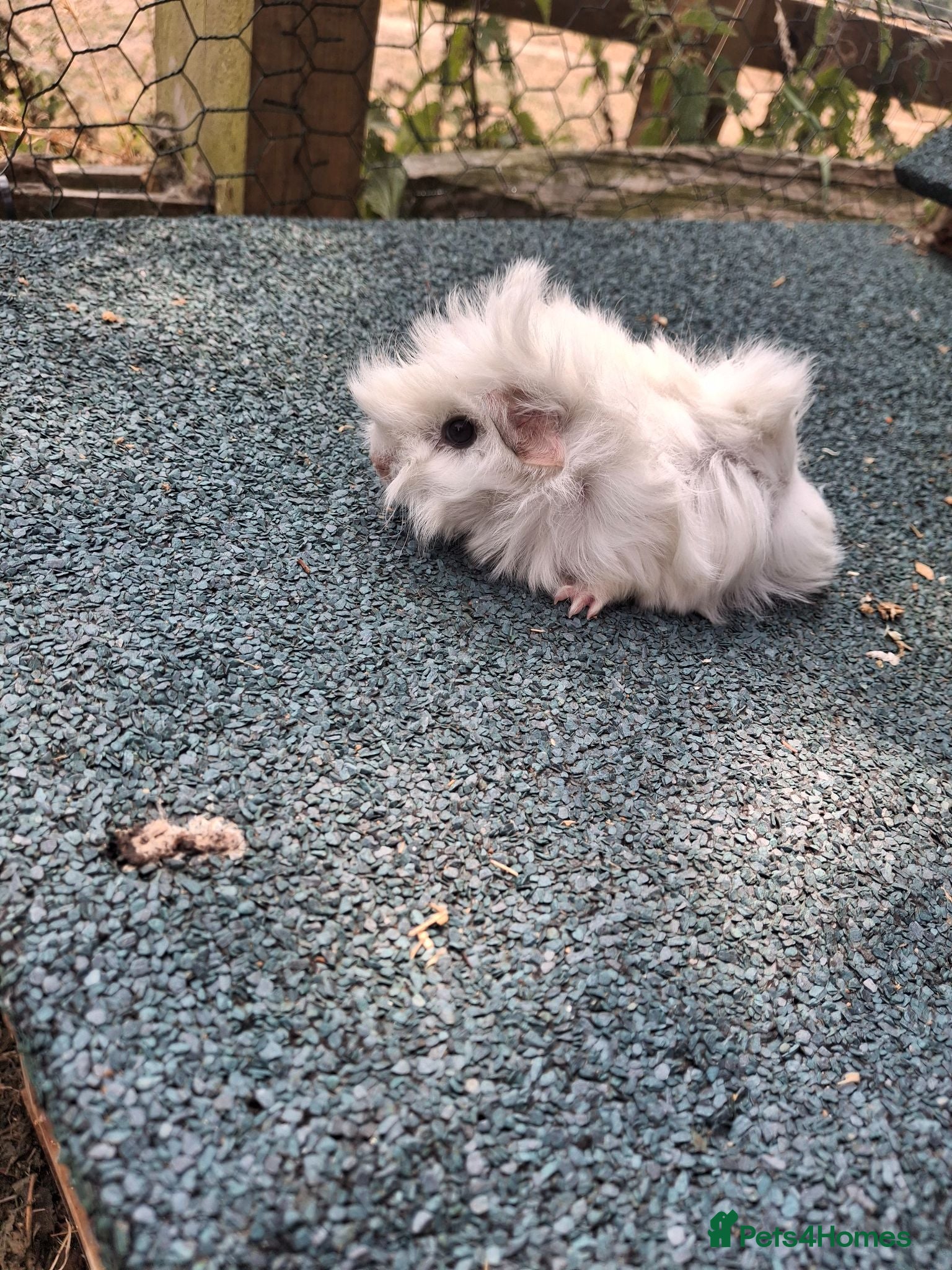 Guinea Pig rodents Cute white guinea pigs sows - Advert 1