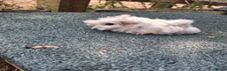 Guinea Pig rodents for sale: Cute white guinea pigs sows - Advert 1