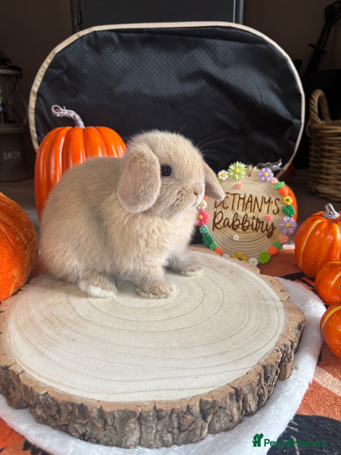 Mini Lop rabbits 🐰 Two Gorgeous Mini Lop Babies 🤍 - Advert 8