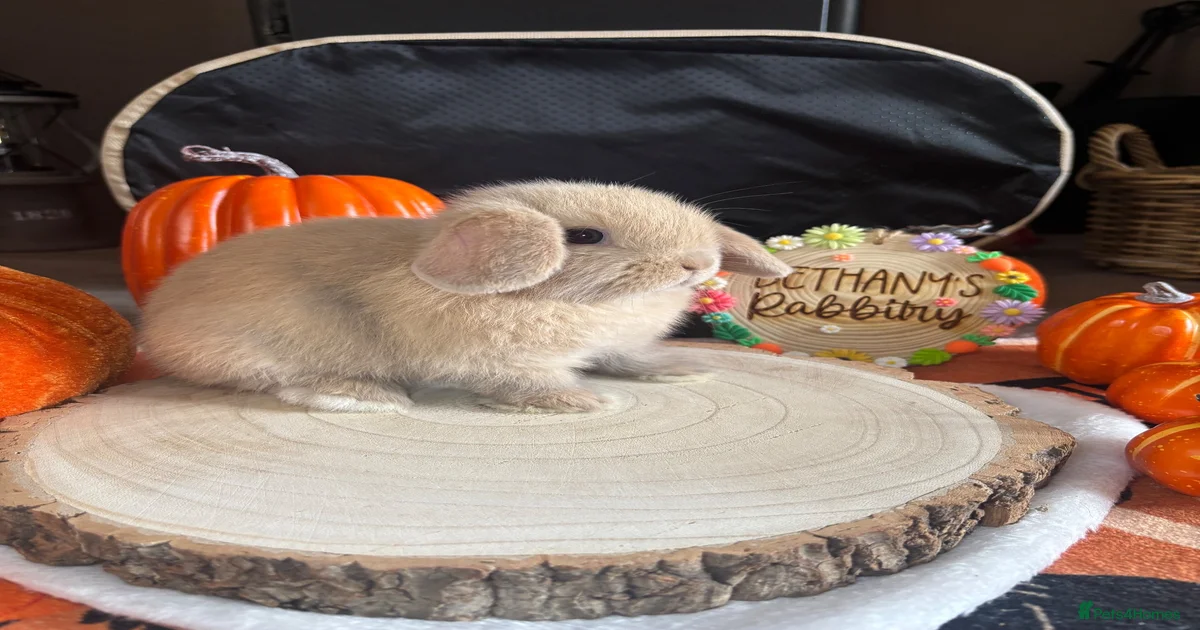 Rabbits for Sale for sale in England | Pets4Homes