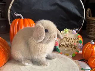 Mini Lop rabbits 🐰 Two Gorgeous Mini Lop Babies 🤍 - Advert 4