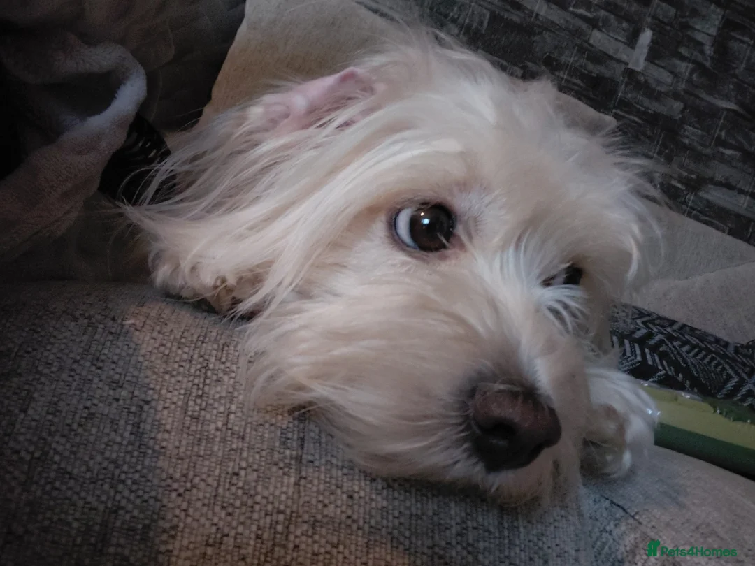 Mixed Breed dogs for sale: Minnie is looking for a new home  in Rotherham - Advert 1