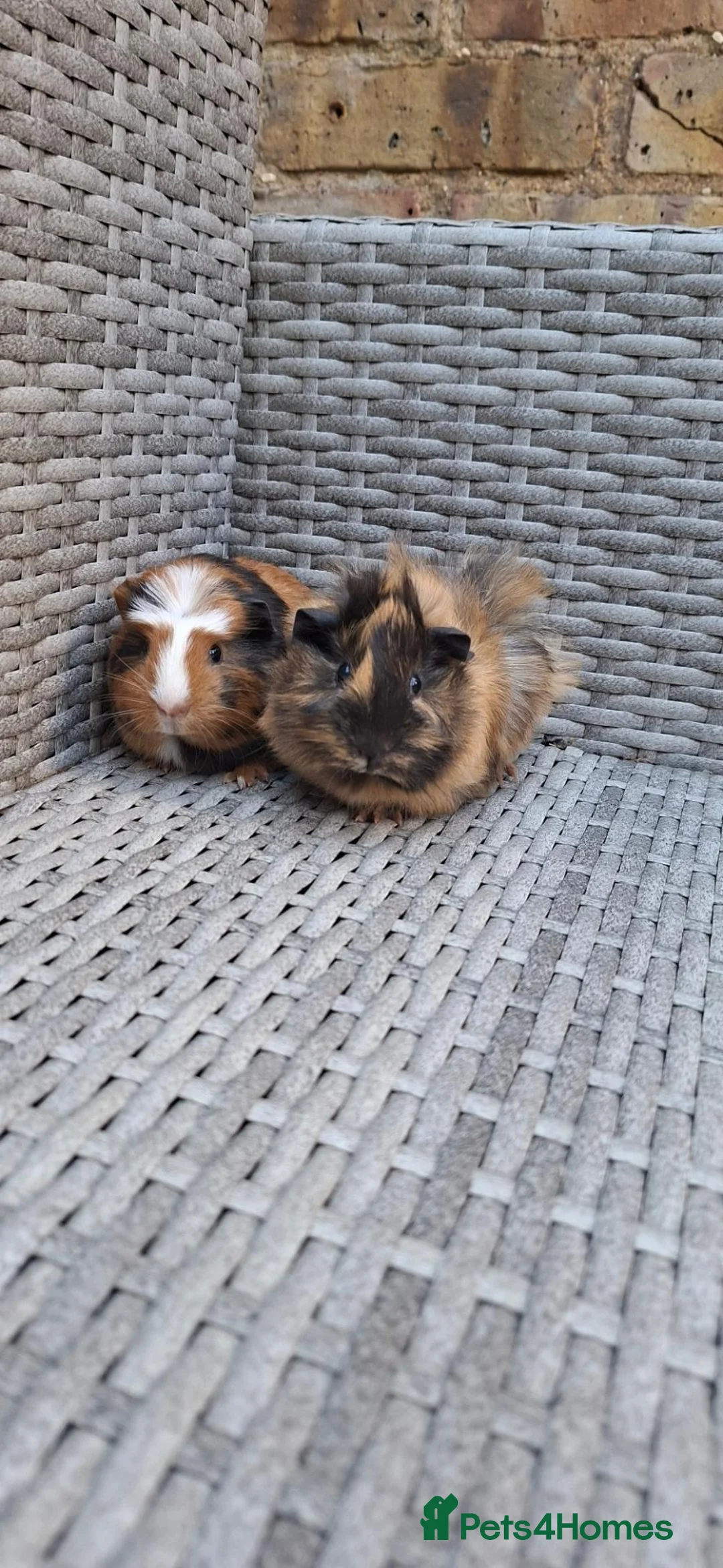 Guinea Pig rodents for sale: Two baby male guinea pigs - Advert 2