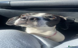 Patterjack dogs for sale: Spot  - Image 1