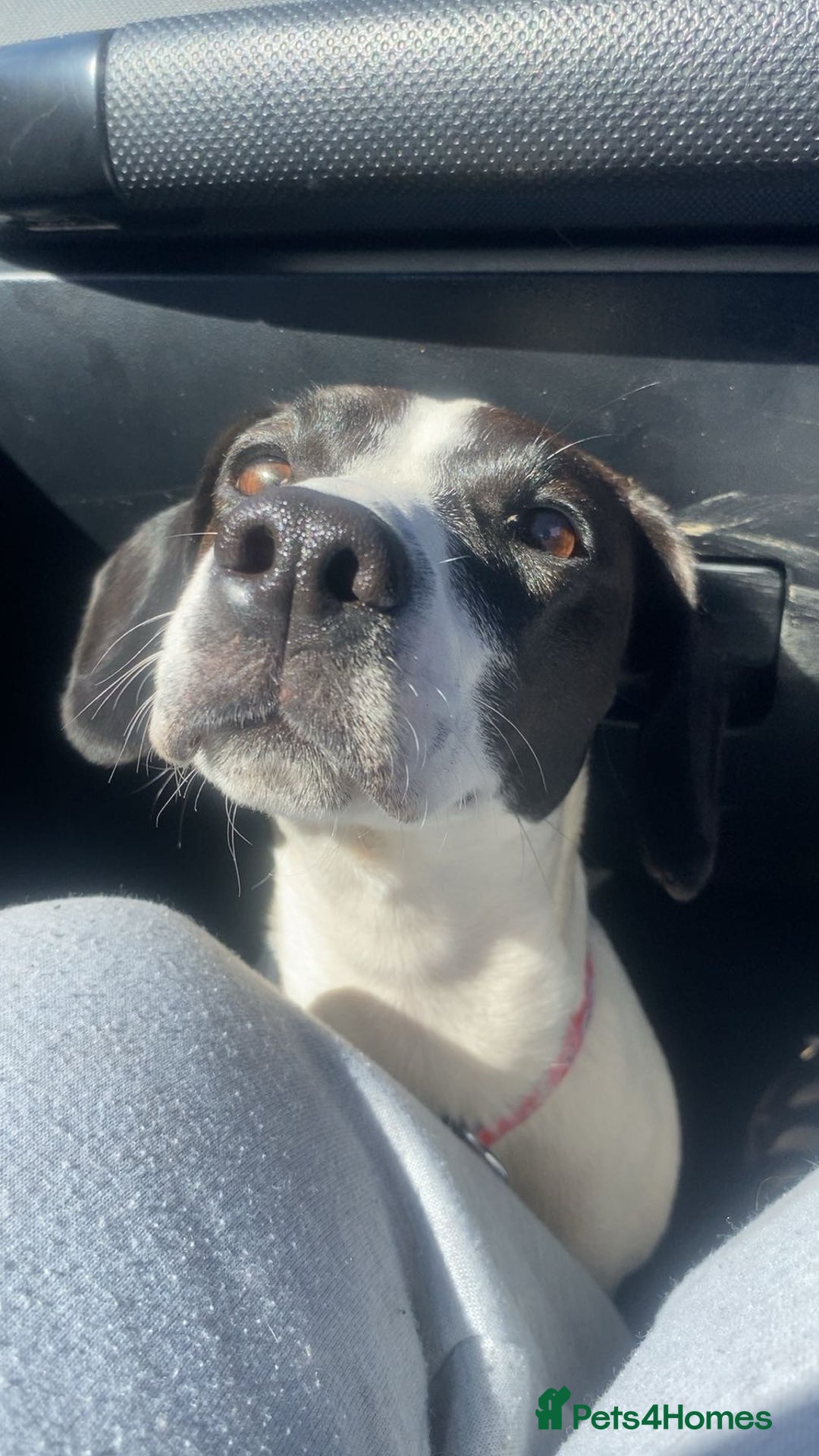 Patterjack dogs for sale: Spot  - Image 1
