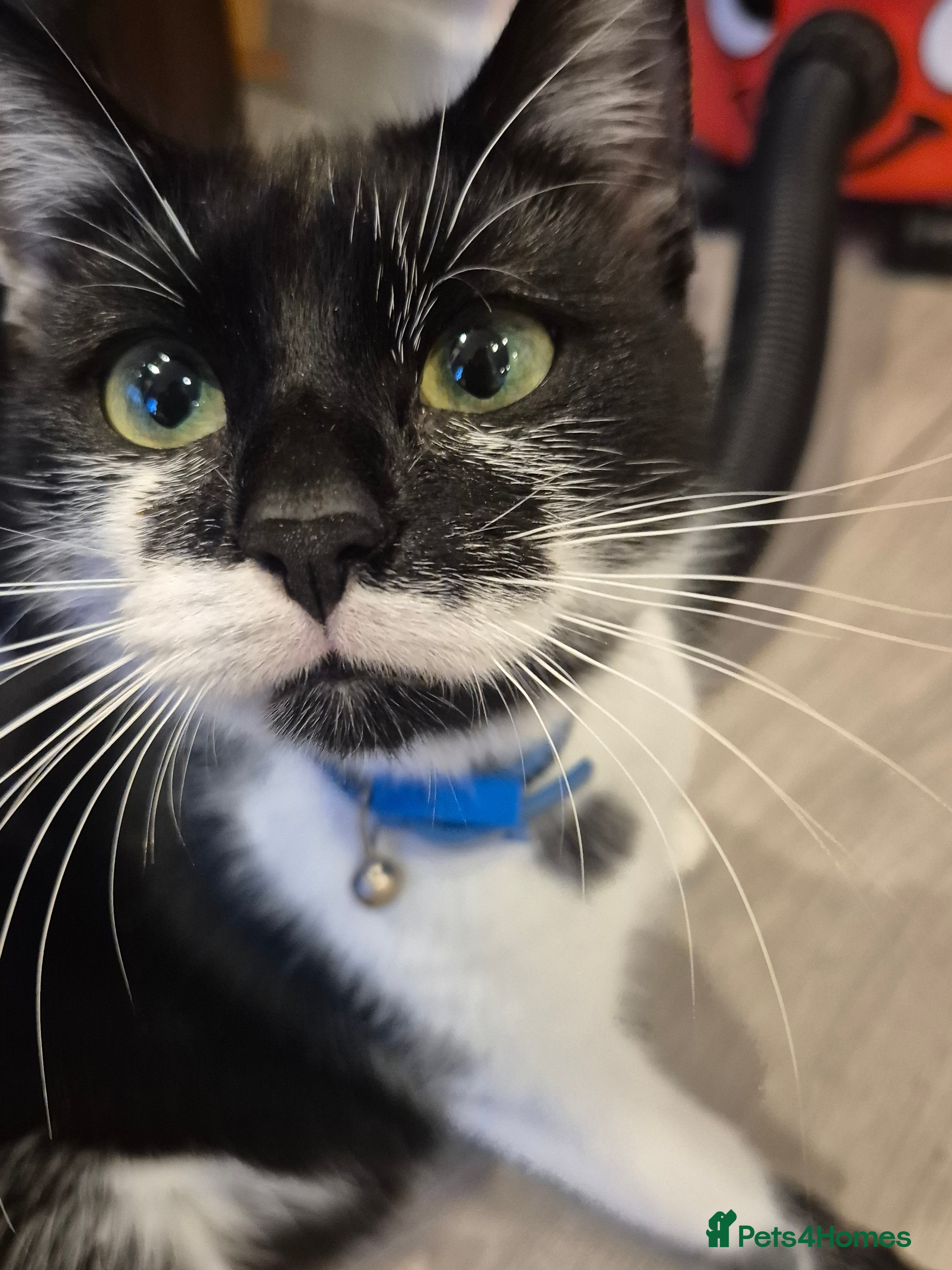 Mixed Breed cats Kittens  - Advert 14