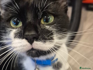 Mixed Breed cats Kittens - Advert 14