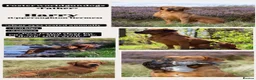 Labrador Retriever dogs for sale: 6 outstanding working Labrador retriever pups - Advert 7
