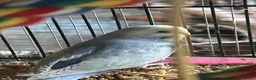 Budgerigars birds for sale: BEAUTIFUL BABY BUDGIES FOR SALE  - Advert 7