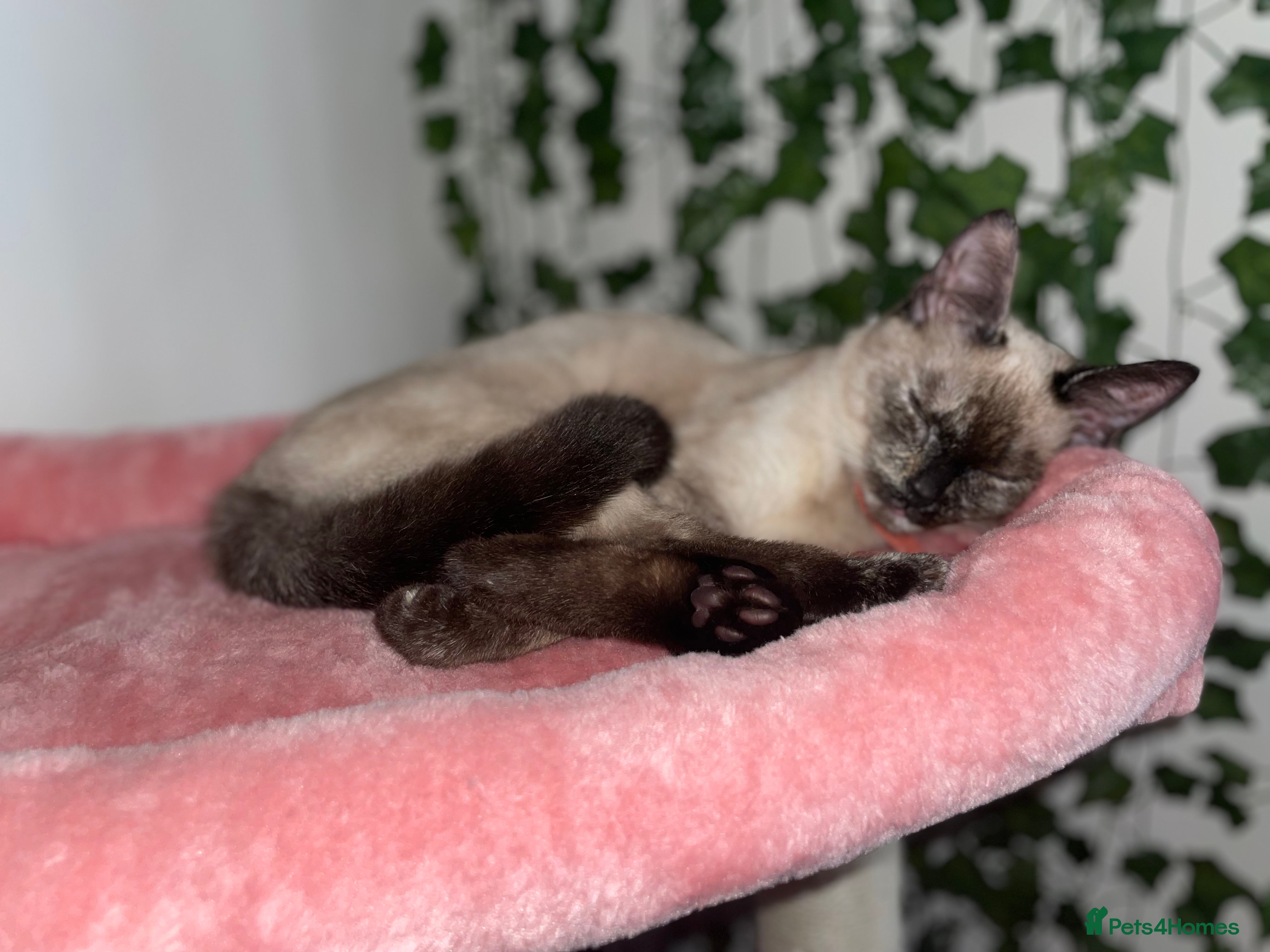 Mixed Breed cats 4 kittens for sale  in Colchester - Advert 3