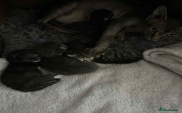 Mixed Breed cats for sale: Adorable kittens  - Image 9