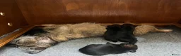 Border Terrier dogs for sale: 5 Border Terrier Puppies - Advert 12