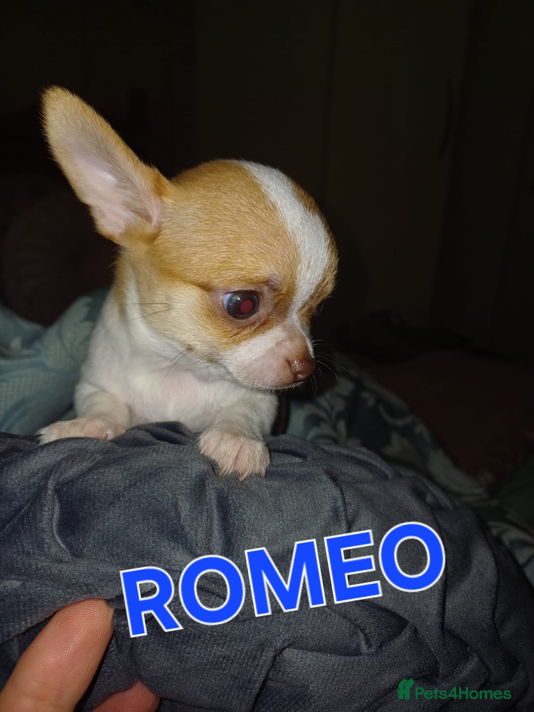 Chihuahua dogs for sale: Chihuahua pups stunning - Image 31