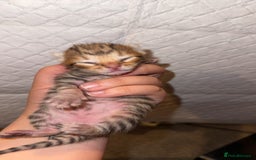 Bengal cats for sale: 10 Beautiful Bengal Kittens - Image 4