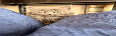 British Shorthair Kitten 4
