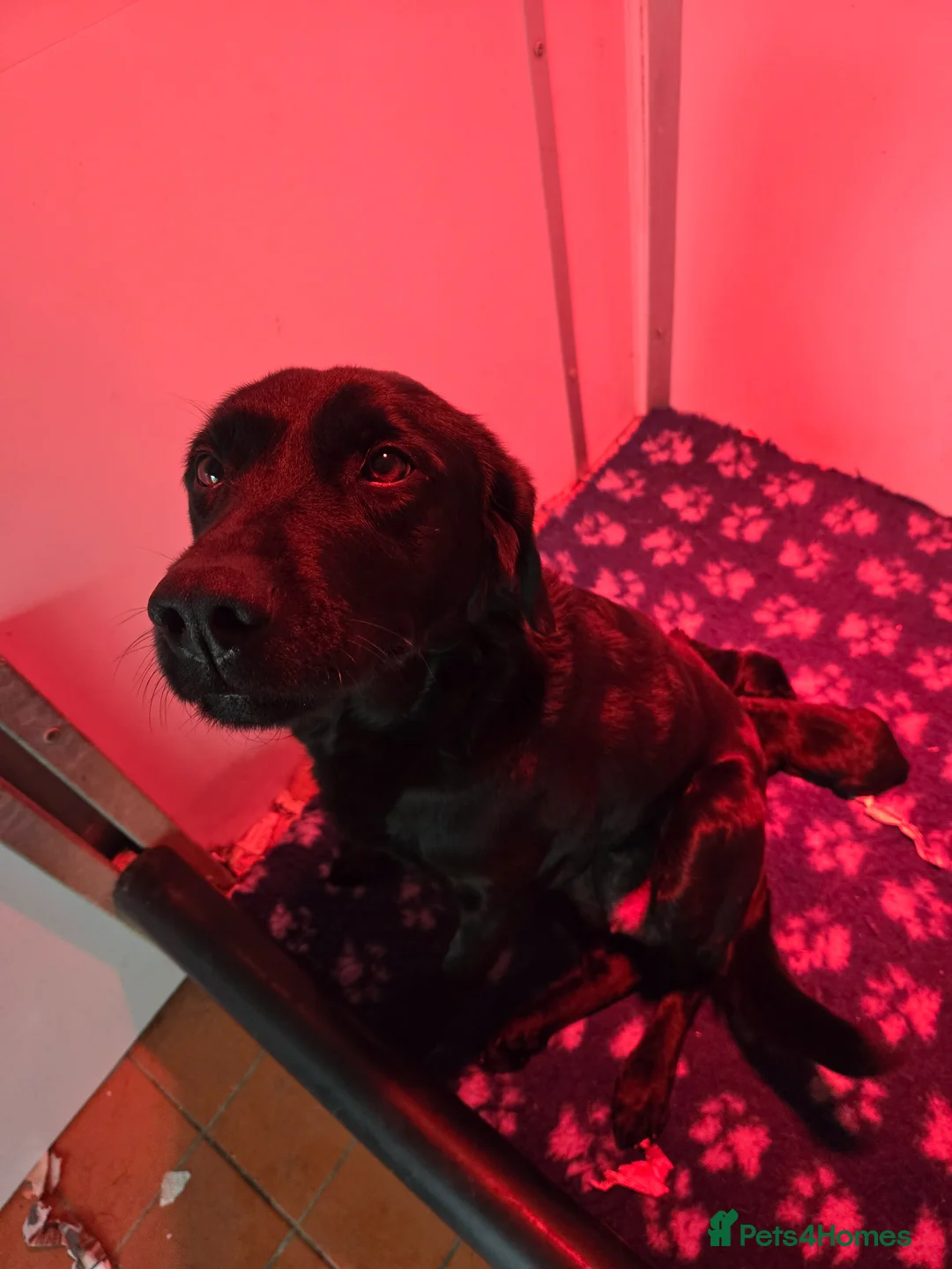 Labrador Retriever dogs for sale: Beautiful kc puppies from health tested parents  - Advert 1