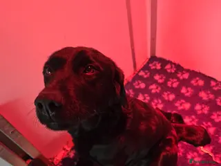 Labrador Retriever dogs Beautiful kc puppies from health tested parents - Advert 1