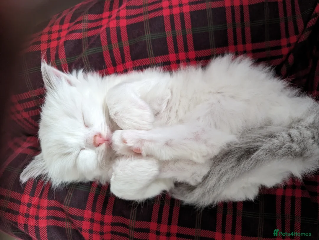 Ragdoll cats for sale: Gorgeous ragdoll kittens - Advert 11