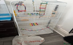 Budgerigars birds for sale: 2 baby budgies  - Image 3