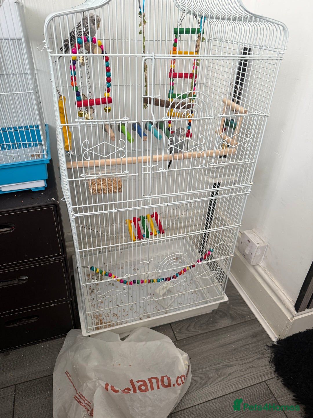 Budgerigars birds for sale: 2 baby budgies  - Image 3