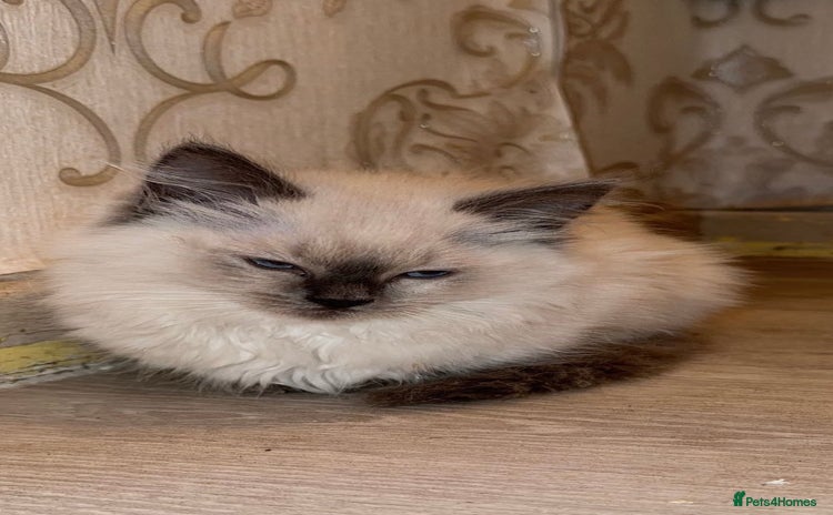 Ragdoll cats for sale - Advert 2