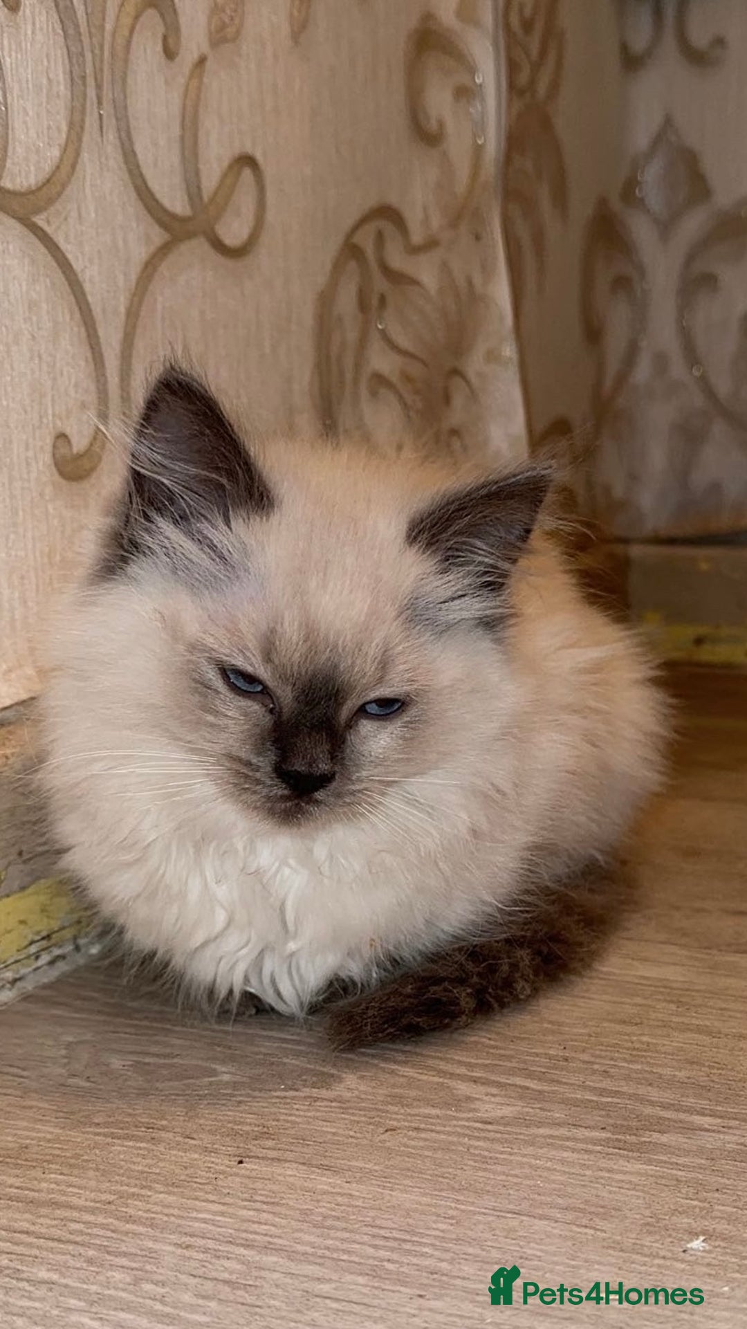Ragdoll cats for sale: Beautiful Purebred Ragdoll Kittens  - Image 1