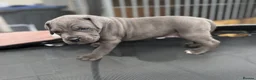 Cane Corso dogs for sale: CANE CORSO PUPPIES CHAMPION BLOODLINE PEDIGREE  - Advert 9