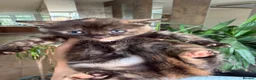 British Shorthair cats for sale: Adorable Marble markings Kittens - Advert 6