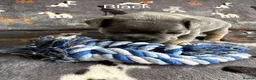 French Bulldog dogs for sale: French bulldog puppies.  in Glasgow - Advert 5