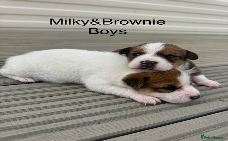Jack Russell dogs - Advert 3