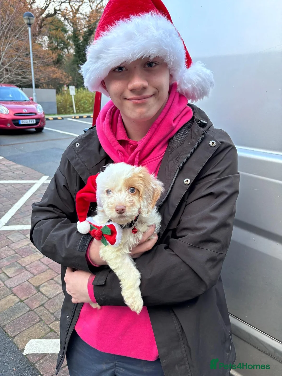 Cockapoo dogs for sale: Reluctantly selling my gorgeous puppy Brian  - Advert 5