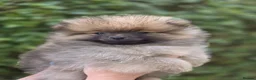 Pomeranian dogs for sale: pomeranian tedy - Advert 5