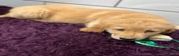 Golden Retriever dogs for sale: Stunning Golden Retriever pups - Advert 10