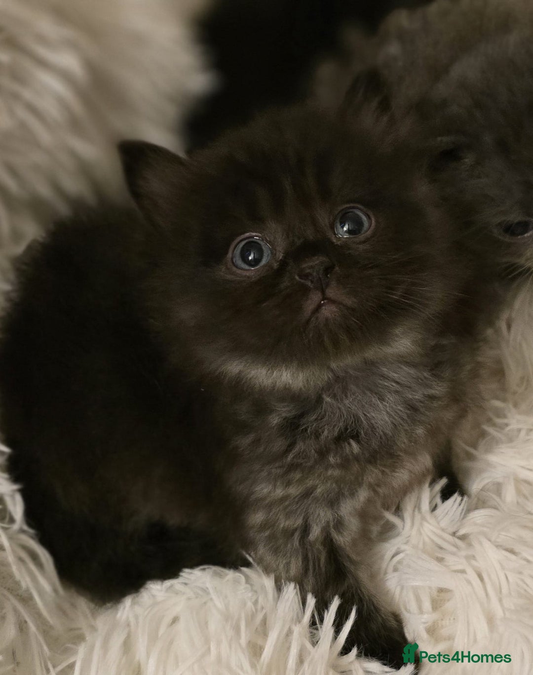 Persian cats for sale: Stunning Persians  - Image 5