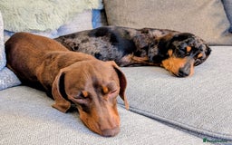 Miniature Dachshund dogs for sale: Miniature Dachshund for rehoming  - Image 6