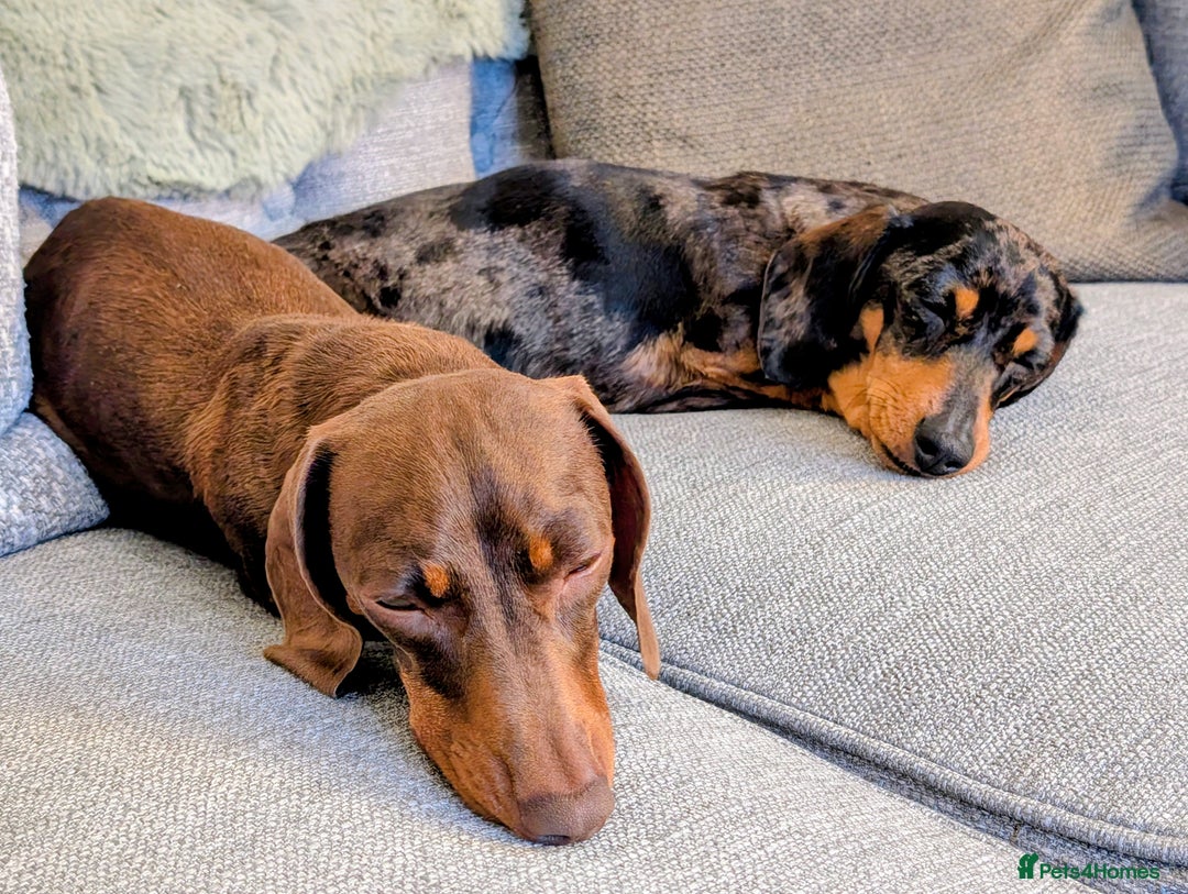 Miniature Dachshund dogs for sale: Miniature Dachshund for rehoming  - Image 6