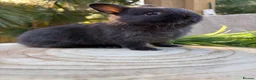 Netherland Dwarf rabbits for sale: Adorable friendly pure bred nethies  - Advert 5