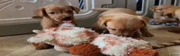 Labrador Retriever dogs for sale: 10 FOX RED KC LABS WITH HEALTH TESTED PARENTS - Advert 18