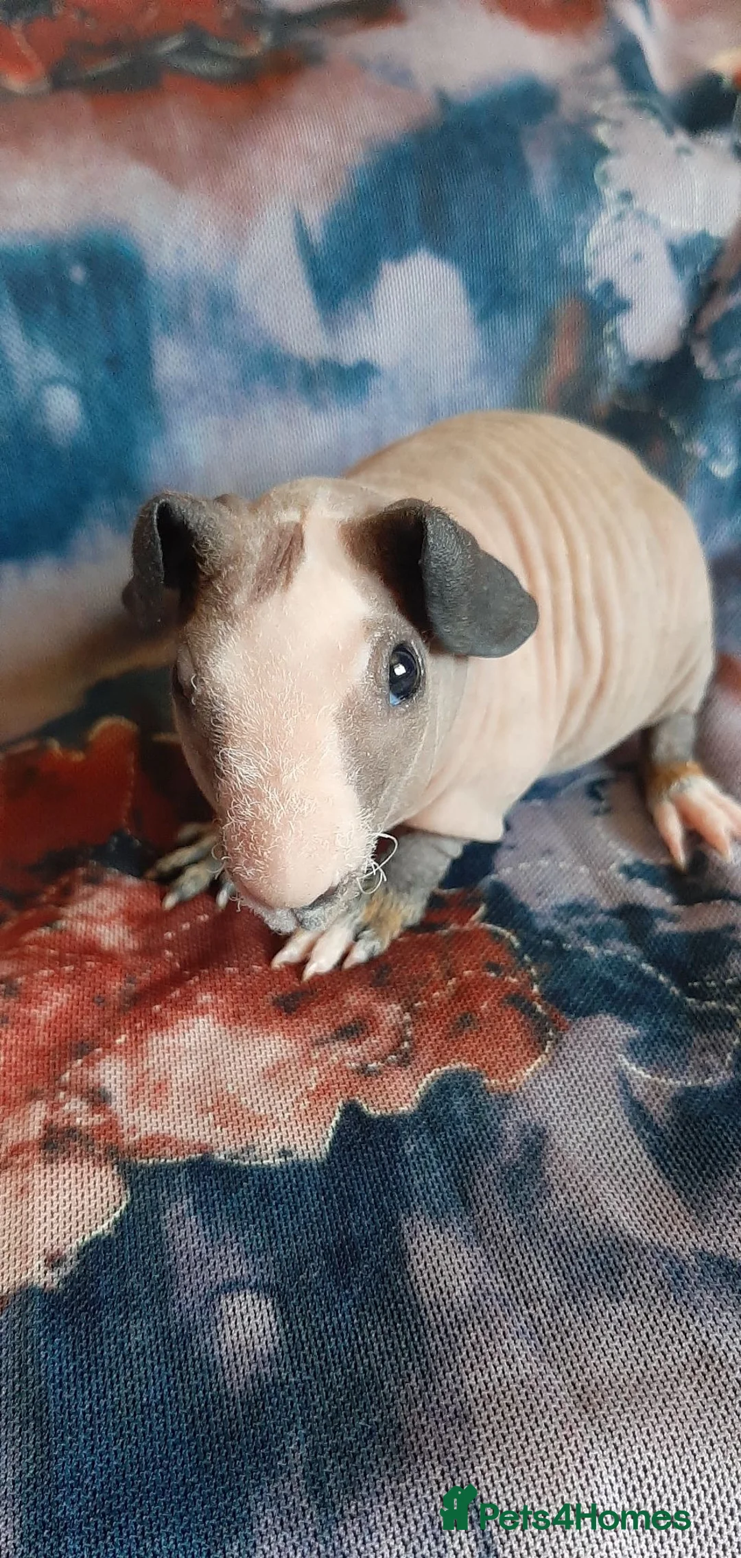 Guinea Pig rodents for sale: Skinny pigs with pedigrees. - Advert 2