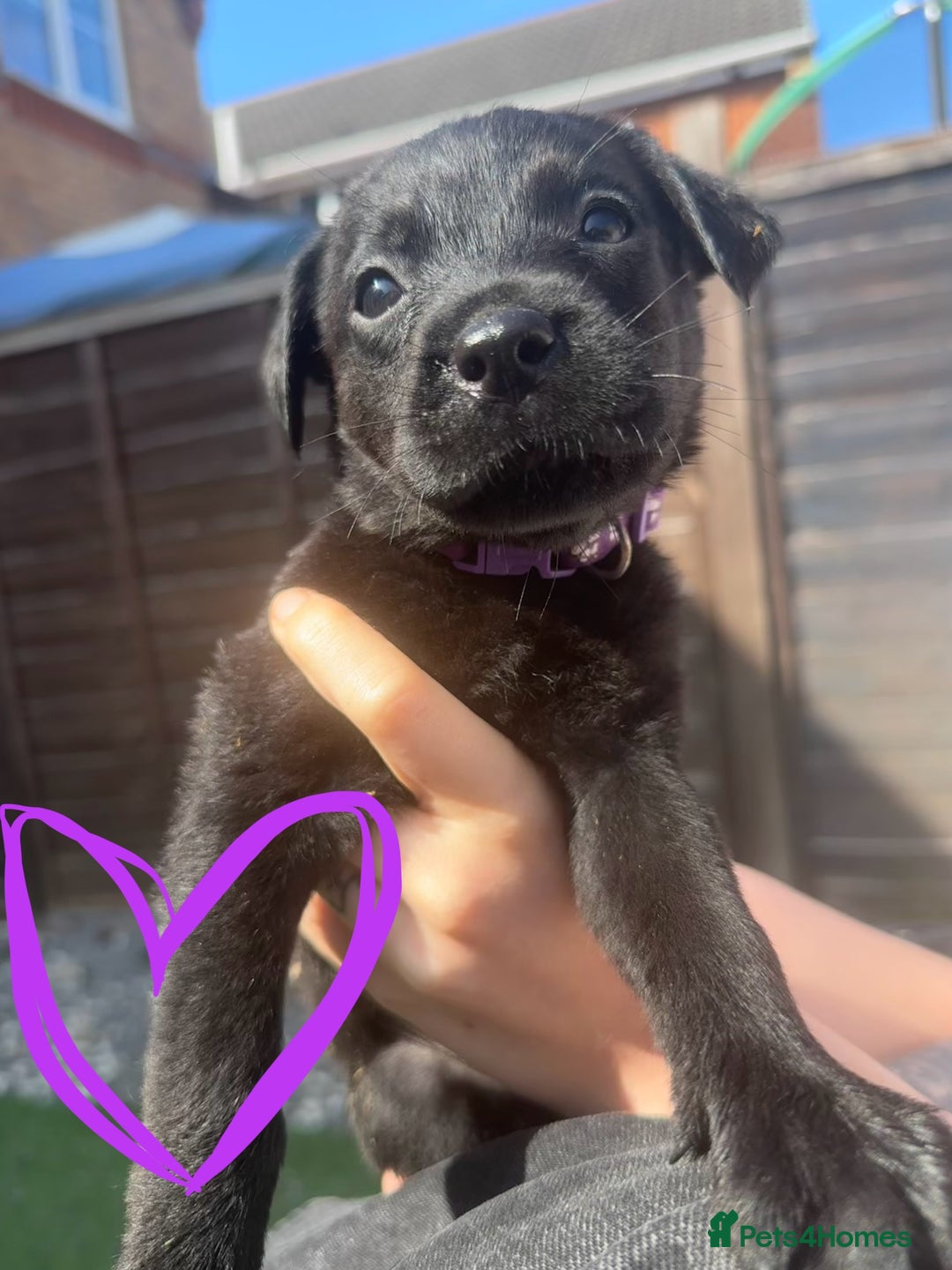 Mixed Breed dogs for sale: Last little girl! Reduced! - Image 14