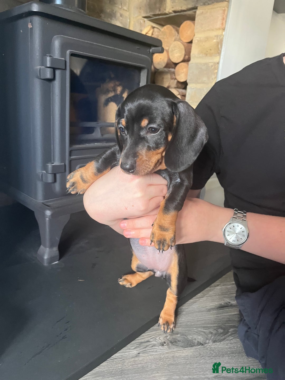 Dachshund dogs for sale: Dachshund pups - Image 2